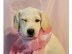Adopt Vanilla Ice a White Labrador Retriever / Beagle / Mixed dog in Forest