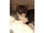Adopt BLISS a Gray, Blue or Silver Tabby Domestic Shorthair / Mixed (short coat)