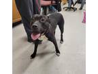 Adopt LILLY a Black American Pit Bull Terrier / Mixed dog in Indianapolis