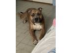 Adopt Hercules a Brown/Chocolate - with White American Pit Bull Terrier /