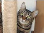 Adopt BeBe a Gray, Blue or Silver Tabby Domestic Shorthair (short coat) cat in