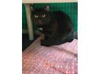 Adopt Jack a All Black Domestic Shorthair / Domestic Shorthair / Mixed cat in