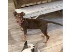 Adopt Rosie a Doberman Pinscher / Mixed dog in Salt Lake City, UT (33754621)