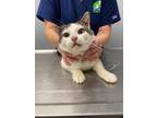 Adopt BJ a Domestic Longhair / Mixed (short coat) cat in Bloomington