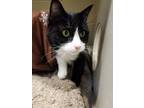 Adopt Luna a Domestic Shorthair / Mixed (short coat) cat in Park City