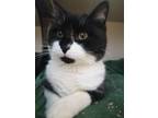 Adopt Forti a Domestic Shorthair / Mixed (short coat) cat in Park City