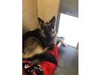 Adopt Ruger a German Shepherd Dog / Mixed dog in Fall River, MA (33754497)