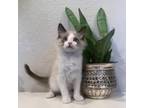 Adopt Pietro a Domestic Mediumhair / Mixed cat in Pleasant Hill, CA (33754437)