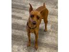 Adopt Olivia a Miniature Pinscher / Mixed dog in Lake Forest, CA (33754229)