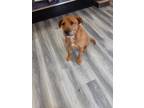 Adopt Toby a Wheaten Terrier / Labrador Retriever / Mixed dog in Moberly