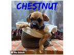 Adopt CHESTNUT a Boxer / Collie dog in Irwin, PA (33754112)