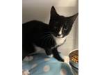 Adopt Shyann a Domestic Shorthair / Mixed (short coat) cat in Lawrenceville
