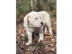Adopt Thaddeus a White Boxer / German Shepherd Dog / Mixed dog in Bridgeport