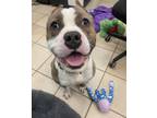 Adopt 2201-0115 Hercules a Brindle - with White Pit Bull Terrier / Mixed dog in