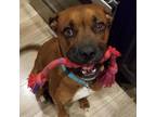 Adopt Shelby KL A Brown/Chocolate Boxer / Mixed Dog In Rochester, NY (33753931)