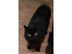 Adopt COOKIE a All Black Domestic Shorthair / Mixed (short coat) cat in San