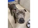 Adopt 2201-1630 Balboa a Gray/Blue/Silver/Salt & Pepper Pit Bull Terrier / Mixed