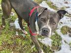 Adopt 2201-1607 Alladin a Gray/Silver/Salt & Pepper - with White Pit Bull