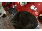 Adopt 2201-0134 Fountain a Gray, Blue or Silver Tabby Domestic Shorthair / Mixed