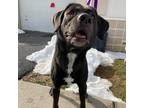 Adopt RHVA-Stray-rh1039 a Black Labrador Retriever / Mixed dog in Harrisonburg