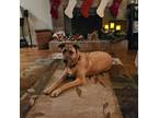 Adopt Sage a Merle Great Dane / Cane Corso / Mixed dog in Visalia, CA (33753725)