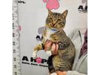 Adopt Suspire a Brown or Chocolate American Shorthair / Mixed cat in Milton