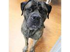Adopt Bubba a Brindle Mastiff / Presa Canario / Mixed dog in Michigan City