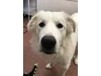 Adopt Jasper a White Great Pyrenees / Mixed dog in Pottstown, PA (33751394)