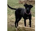 Adopt Princess (out on maternity) a Black Labrador Retriever / Mixed dog in