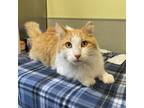 Adopt CROSBY a Orange or Red Domestic Longhair / Mixed cat in Kyle
