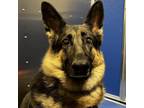 Adopt Makiya a Black German Shepherd Dog / Mixed dog in Murray, UT (33753713)