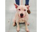 Adopt Casey a White - with Tan, Yellow or Fawn American Pit Bull Terrier / Mixed