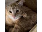 Adopt Antenna - Claremont Location a Orange or Red Domestic Shorthair / Mixed