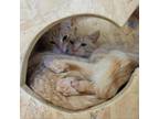 Adopt Dino - Claremont Location a Orange or Red Domestic Shorthair / Mixed cat