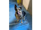 Adopt Gypsy a German Shepherd Dog / Mixed dog in Henderson, KY (33748400)
