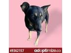Adopt 49362157 A Black Rottweiler / Mixed Dog In El Paso, TX (33753329)