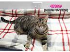 Adopt Grace (Bonded w/Hazel) a Brown Tabby Domestic Shorthair (short coat) cat