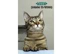 Adopt Hazel (Bonded w/Grace) a Brown Tabby Domestic Shorthair (short coat) cat