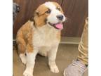 Adopt Ande a Brown/Chocolate Great Pyrenees / Mixed dog in Tulsa, OK (33753016)