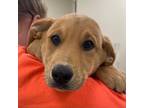 Adopt Jerry a Tan/Yellow/Fawn Great Pyrenees / Mixed dog in Tulsa, OK (33753012)