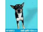 Adopt 49168853 A Black Blue Heeler / Mixed Dog In El Paso, TX (33753241)