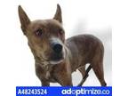 Adopt 48243524 a Brown/Chocolate Pit Bull Terrier / Mixed dog in El Paso