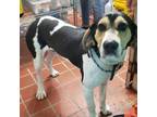 Adopt Drake a White - with Tan, Yellow or Fawn Coonhound / Mixed dog in