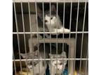 Adopt Finnegan a Gray or Blue Domestic Shorthair / Mixed cat in Northbrook