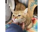 Adopt Cruton a Orange or Red Domestic Shorthair / Mixed cat in Greenville