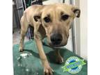 Adopt 45158 a Tan/Yellow/Fawn Mixed Breed (Medium) / Mixed dog in Las Cruces