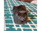 Adopt Smokey a Gray or Blue Manx / Mixed cat in Kalamazoo, MI (33753000)