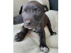 Adopt Cassie a Black - with White Doberman Pinscher / Labrador Retriever / Mixed