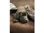 Adopt Blue a Black Chow Chow / Labrador Retriever / Mixed dog in Charlotte