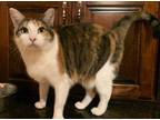 Adopt Felicia a Calico or Dilute Calico Calico (short coat) cat in Jacksonville